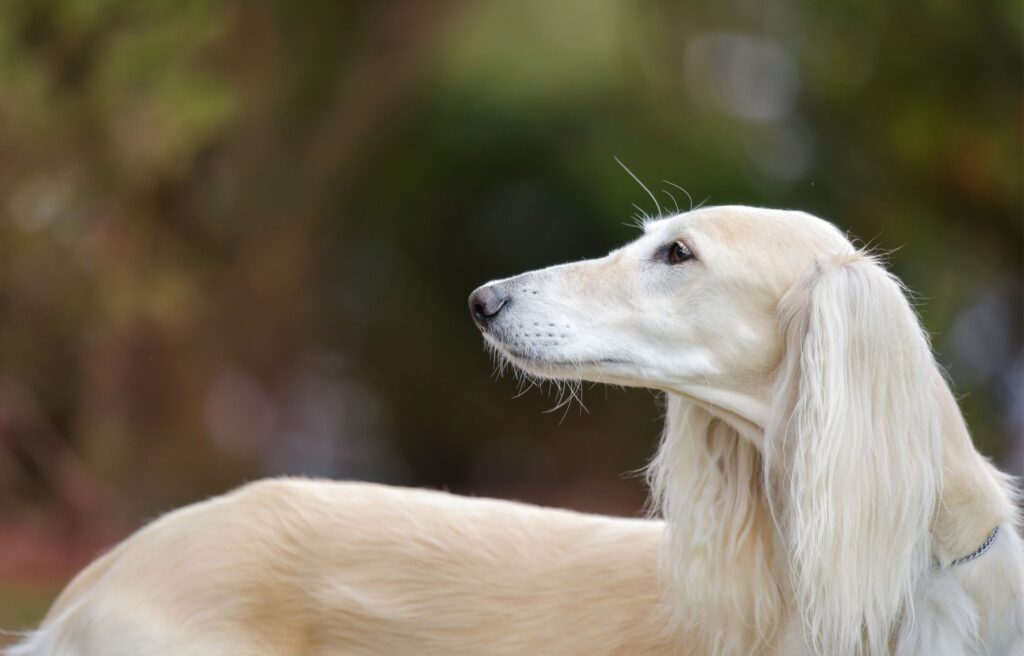 Ogar perski - SALUKI